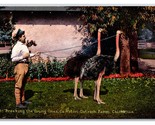 Breaking The Young Ones Cawston Ostrich Farm Pasadena CA UNP DB Postcard W5 - $3.91