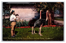 Breaking The Young Ones Cawston Ostrich Farm Pasadena CA UNP DB Postcard W5 - £3.07 GBP