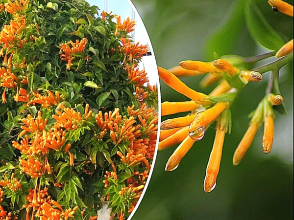 20 Honeysuckle Vine Seeds (L. Ciliosa) Orange Flowers, Fresh Garden - £8.61 GBP