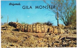 Postcard Animal Gila Monster Gila River Arizona - £3.10 GBP
