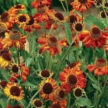 GIB Sneezeweed Autumnale Helenium 50 Seeds - $9.00