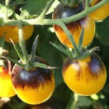 USA SELLER 2R9D8 Tomato Seeds 100 Indigo Sun Cherry Tomatoes Dwarf - £29.11 GBP