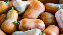 25 Organic Honeynut Squash Honey Butternut Cucurbita Baby Buttercup Veggie Seeds - $9.90