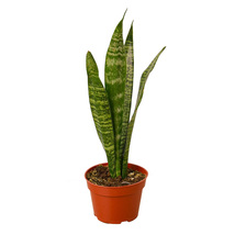 Snake Plant in a 4-inch Nursery Pot, Gorgeous Mother-In-Law&#39;s Tongue, Zeylanica - £20.63 GBP