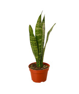 Snake Plant in a 4-inch Nursery Pot, Gorgeous Mother-In-Law&#39;s Tongue, Ze... - £19.56 GBP