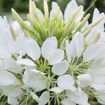 USA SELLER New 200 White Queen Cleome Spider Flower Cleome Hassleriana Cleome Sp - £11.12 GBP