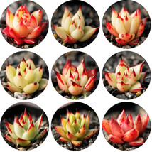 Echeveria Agavoides Seeds E Agavoides Ebony Salitrera / Ebonyi / V La Virgin / V - £6.66 GBP