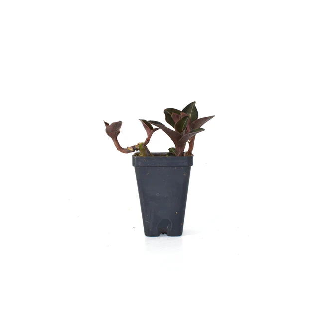 LWS Ludisia Discolor Var. Nigrescens 3 inch Pot Fast Shipping - $47.50
