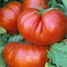 Fresh Seeds USA Seller Giant Red Beefsteak Tomato Seeds - £3.38 GBP