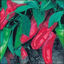 USA SELLER Marconi Sweet Peppers Red Seeds Fast Shipping - $9.80