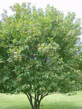 20 Amur Maple Seeds Acer Tartaricum Ssp Ginnala US Fast Shipping - $12.40