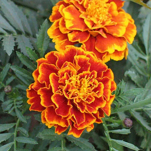 KS Sparky Mix Marigold Non Gmo Organic Planting 175 Seeds  - £7.67 GBP