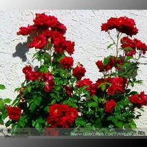 Red Polyantha Rose Multiflora Plant Flower Seeds Pack 50 Seeds / Pack Greatlight - $5.32