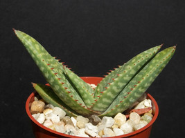 ALOE ZEBRINA exotic south africa rare succulent plant cactus cacti hybrid 4&quot; pot - $13.99