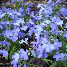 USA SELLER Lobelia Seeds Riviera Sky Blue 50 Pelleted Seeds - £14.21 GBP