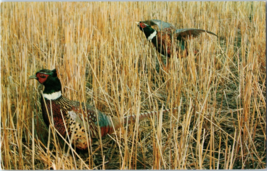 Ring Necked Pheasants In The Brush Bird Postcard - £5.14 GBP