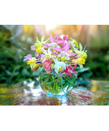 MBK 30 Jacob&#39;S Cattle Gold Bean Seeds Fast Ship - $236.91 MXN