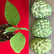 Green Sugar Apple Sweetsop Annona Squamosa Potted PLANT Tropical Tree - £19.32 GBP