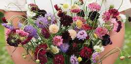 50 Seeds Scabiosa / Pincushion Flower Seeds - £11.62 GBP