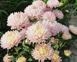 30 Pc Seeds Duchess Apricot Peony Aster Flower, Paeony Aster Seeds for Planting  - £12.55 GBP