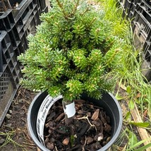 Abies Koreana Silber Mavers Korean Fir Live Plant 6 Inch Tall 1 Gallon Pot Plant - £107.46 GBP