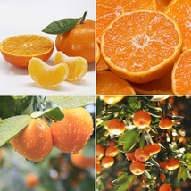 LOUISECON Seedless Citrus Orange Tree Seeds Delicious Navel Oranges 1-2 Ft Indoo - £9.16 GBP