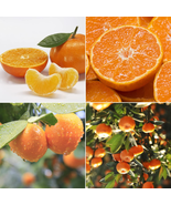 LOUISECON Seedless Citrus Orange Tree Seeds Delicious Navel Oranges 1-2 ... - £8.75 GBP