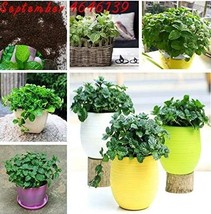 200Pcs Cat Mint Aromaticpotted Plants Catnip Flores Spearmint Herb Plant... - $20.00