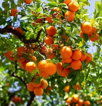 Satsuma Mandarin Tangerine Citrus Orange Fruit Live Plant Seedling - £22.99 GBP