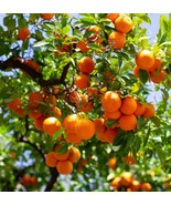 Satsuma Mandarin Tangerine Citrus Orange Fruit Live Plant Seedling - $29.95