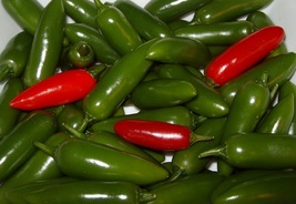 2 Serrano Hot Pepper Plant - Great for Salsa! - 2.5&quot; Pot - £53.77 GBP