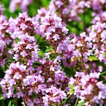 SH CREEPING THYME Thymus pulegioides Wild Groundcover Fragrant  Lavender 1000 Se - £8.64 GBP