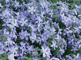 100 Pcs Blue Beauty Phlox Flower Seeds #MNSS - £11.98 GBP