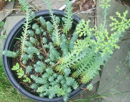 30 Blue Spruce Sedum Seeds Sedum Reflexum Fresh New Seeds - $8.76 CAD