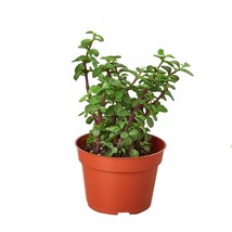 Succulent &#39;Elephant Bush&#39;-4&quot; Pot - $533.75 MXN