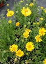 50 Pcs Aurea Pura Gaillardia Blanket Flower Seeds #MNSS - £11.98 GBP