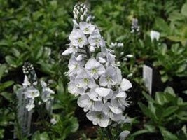 50 Pure White Veronica Speedwel Flower Great Cut Flower Fresh Seeds - £15.37 GBP