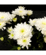 White Chrysanthemum Flower - 50 Seeds - $5.93
