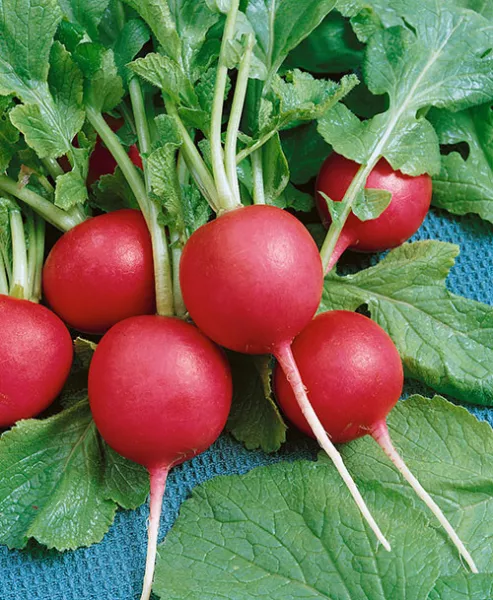 DW Garden Seeds 700 Crimson Giant Radish Seeds Fresh - £7.82 GBP