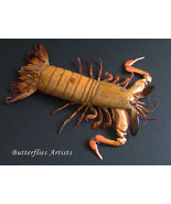 Odontodactylus Japonicus Japanese Mantis Shrimp Taxidermy Museum Quality... - $3,571.72 MXN