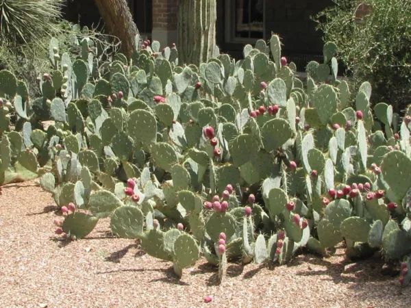 Opuntia Engelmannii Prickly Pear Cactus Seeds USA Seller - £14.04 GBP