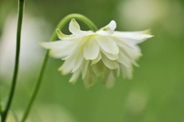 35 Columbine Lime Sorbet Seeds Garden USA Shipping - £7.35 GBP