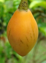 SEPTH Solanum Betaceum Yellow Fruit | Tamarillo | Tree Tomato | 20_Seeds - £19.49 GBP