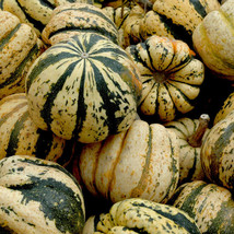 Sweet Dumpling Squash Seeds 30 Ct Winter Vegetable Garden NongmoFrom US  - £6.63 GBP