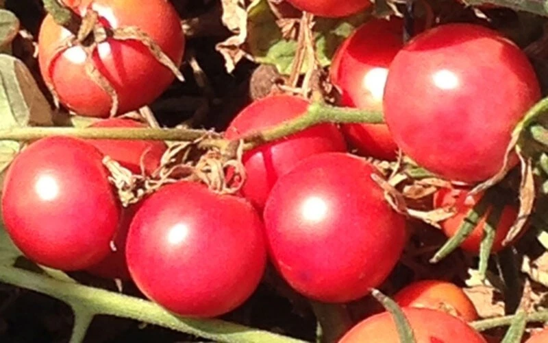 Pink Ping Pong Tomato - 20 Seeds - Over 300 kinds of tomatoes in our store! - $13.05