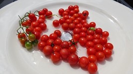 Tomato - Sweet Pea Currant - 10+ seeds - TINY and YIELDING! P 073 - $100.94 MXN