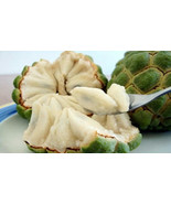 Thai fresh Custard Apple Seeds, ANNONA RETICULATA, Sweet healthy fruit, ... - £3.13 GBP