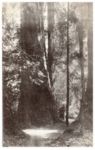 Redwoods in Muir Woods National Monument California RPPC Postcard - £11.83 GBP