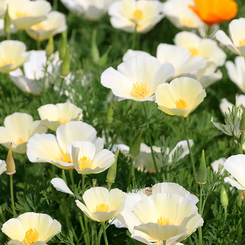 White Eschscholzia californica (200-2000) Seeds With a compact height 30cm - $12.99+