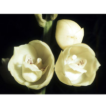 Peristeria elata Seeds, 100 Seeds/Pack, Holy Ghost Orchid Dove Orchid flor del E - £5.26 GBP